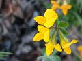 Lotus-Lotus corniculatus ssp. carpetanus1